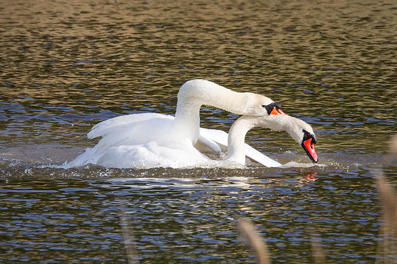 Mute Swan Image @ Kiwifoto.com