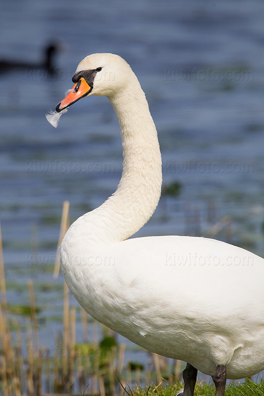 Mute Swan Photo @ Kiwifoto.com