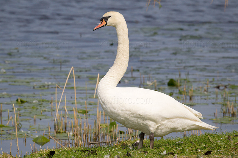 Mute Swan Picture @ Kiwifoto.com