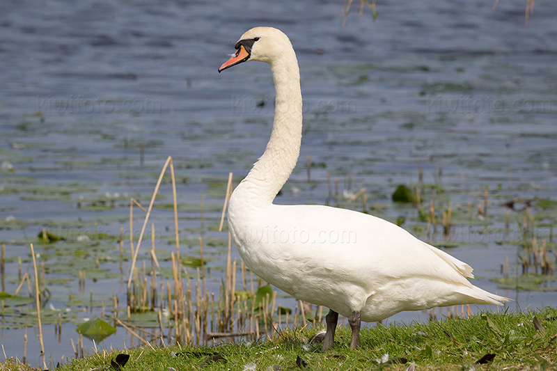 Mute Swan Image @ Kiwifoto.com