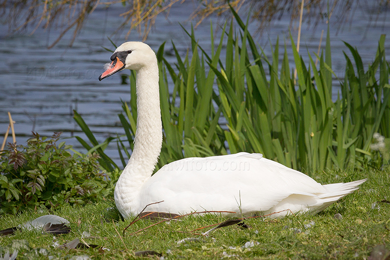Mute Swan Picture @ Kiwifoto.com