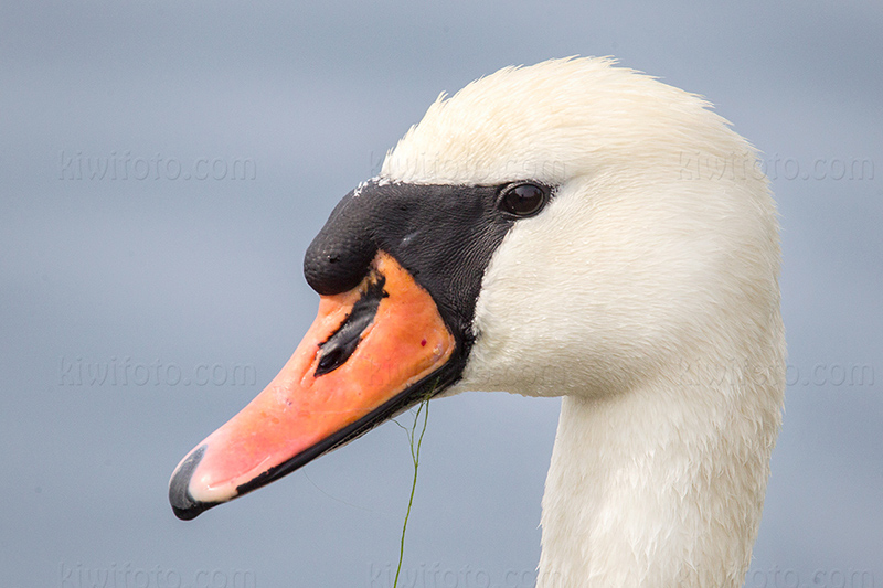 Mute Swan Picture @ Kiwifoto.com