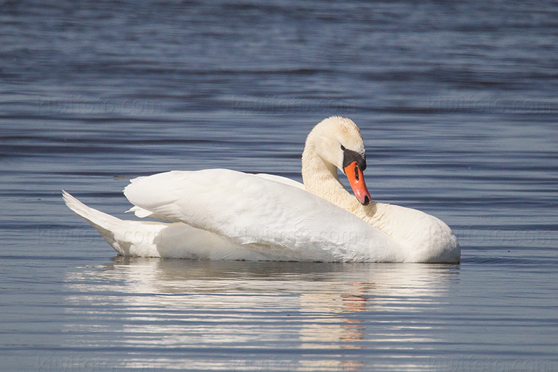 Mute Swan Image @ Kiwifoto.com