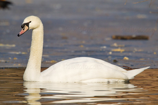 Mute Swan Image @ Kiwifoto.com