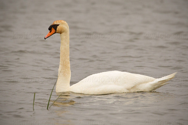 Mute Swan Picture @ Kiwifoto.com