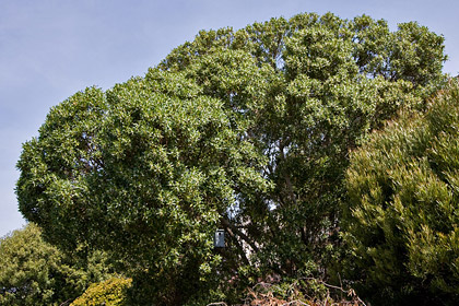 Myoporum Photo @ Kiwifoto.com