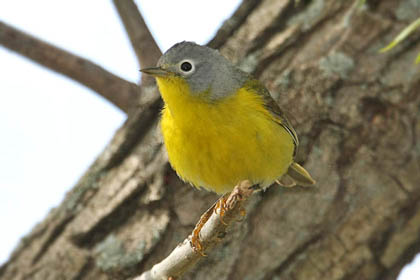 Nashville Warbler Image @ Kiwifoto.com