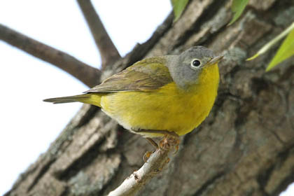 Nashville Warbler Image @ Kiwifoto.com