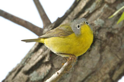 Nashville Warbler Image @ Kiwifoto.com