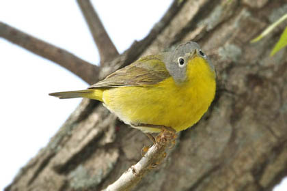 Nashville Warbler Picture @ Kiwifoto.com