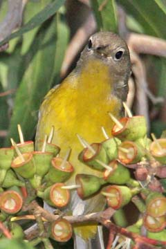 Nashville Warbler Photo @ Kiwifoto.com