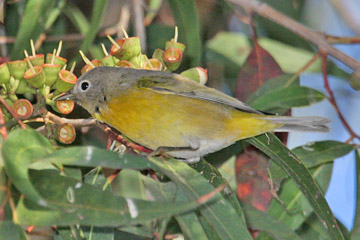 Nashville Warbler Image @ Kiwifoto.com