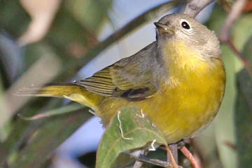 Nashville Warbler Picture @ Kiwifoto.com