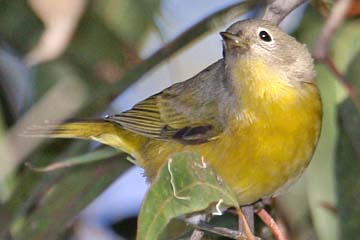 Nashville Warbler Photo @ Kiwifoto.com