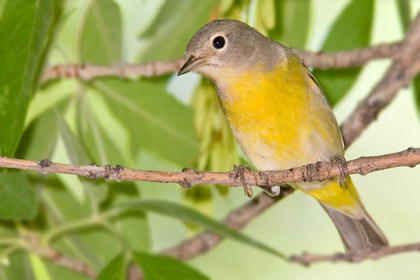 Nashville Warbler Image @ Kiwifoto.com