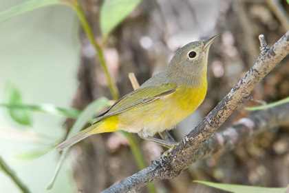 Nashville Warbler Image @ Kiwifoto.com