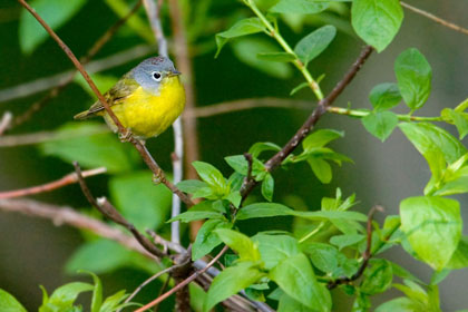 Nashville Warbler Photo @ Kiwifoto.com