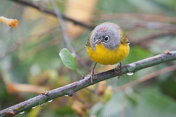 Nashville Warbler