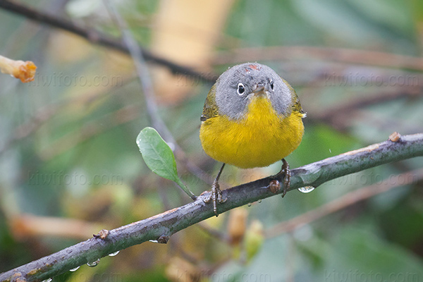 Nashville Warbler Image @ Kiwifoto.com