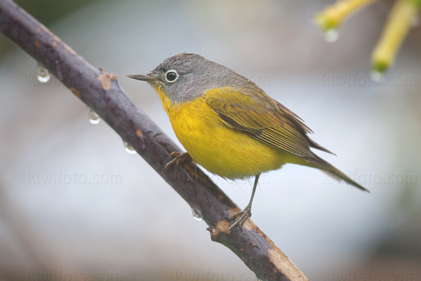 Nashville Warbler Photo @ Kiwifoto.com