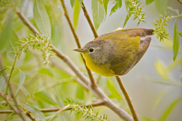 Nashville Warbler Image @ Kiwifoto.com