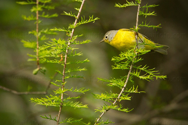 Nashville Warbler Photo @ Kiwifoto.com