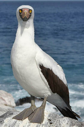 Nazca Booby Picture @ Kiwifoto.com