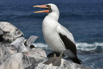 Nazca Booby Image @ Kiwifoto.com