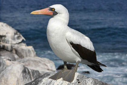 Nazca Booby Picture @ Kiwifoto.com