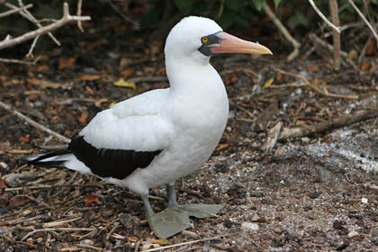 Nazca Booby Image @ Kiwifoto.com