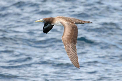 Nazca Booby Picture @ Kiwifoto.com