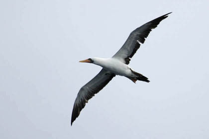 Nazca Booby Picture @ Kiwifoto.com