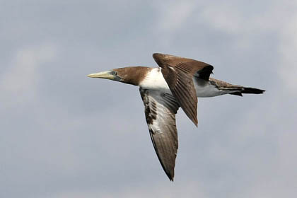 Nazca Booby Picture @ Kiwifoto.com