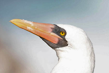 Nazca Booby Photo @ Kiwifoto.com