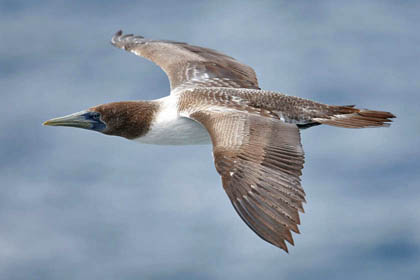 Nazca Booby Photo @ Kiwifoto.com