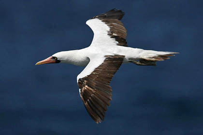 Nazca Booby Image @ Kiwifoto.com