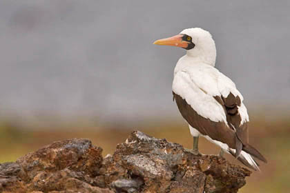 Nazca Booby