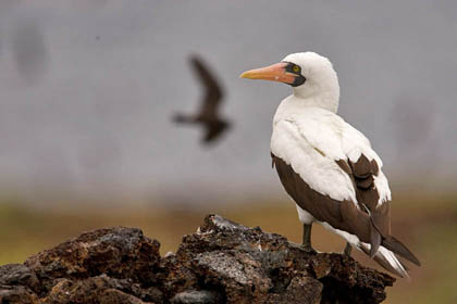 Nazca Booby Photo @ Kiwifoto.com