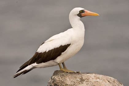 Nazca Booby Photo @ Kiwifoto.com