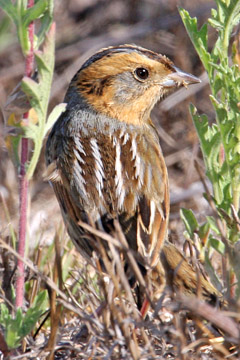 Nelson's Sharp-tailed Sparrow