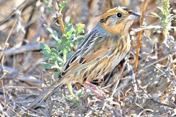 Nelson's Sharp-tailed Sparrow Image @ Kiwifoto.com