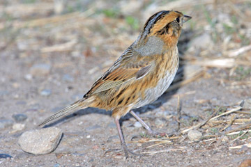 Nelson's Sharp-tailed Sparrow Image @ Kiwifoto.com
