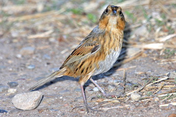 Nelson's Sharp-tailed Sparrow Photo @ Kiwifoto.com