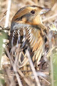 Nelson's Sharp-tailed Sparrow Image @ Kiwifoto.com