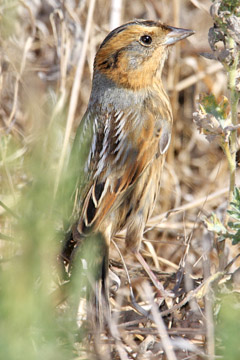 Nelson's Sharp-tailed Sparrow Picture @ Kiwifoto.com