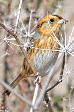 Nelson's Sharp-tailed Sparrow Picture @ Kiwifoto.com