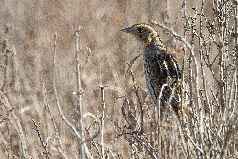 Nelson's Sparrow Picture @ Kiwifoto.com