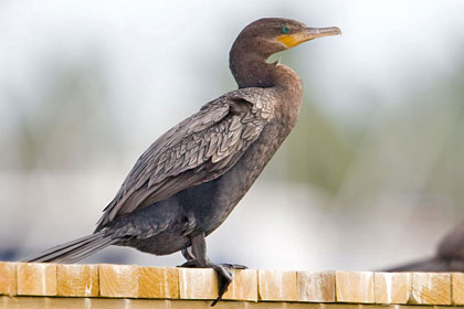 Neotropic Cormorant Picture @ Kiwifoto.com
