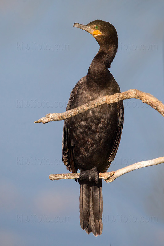 Neotropic Cormorant