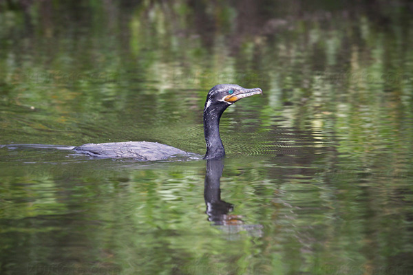 Neotropic Cormorant Picture @ Kiwifoto.com